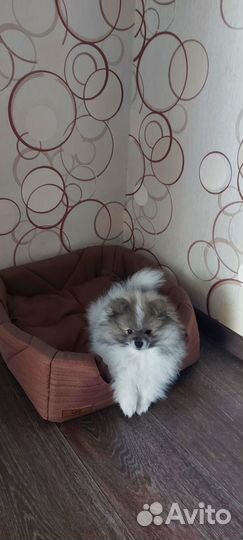 Немецкий шпиц