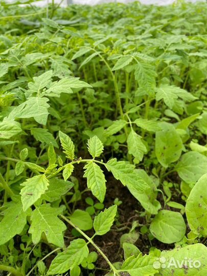 Рассада помидор