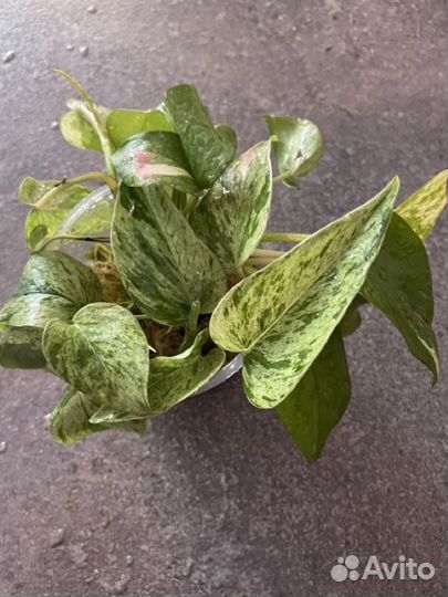 Эпипремнум золотистый и марбл квин