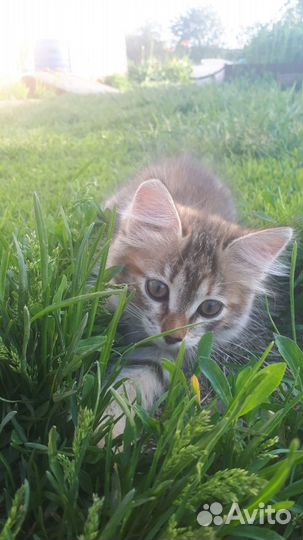 В добрые руки кошечку