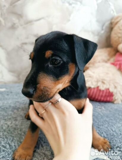 Щенки немецкого ягдтерьера