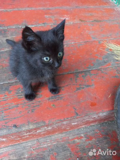 Котята в добрые руки девочки