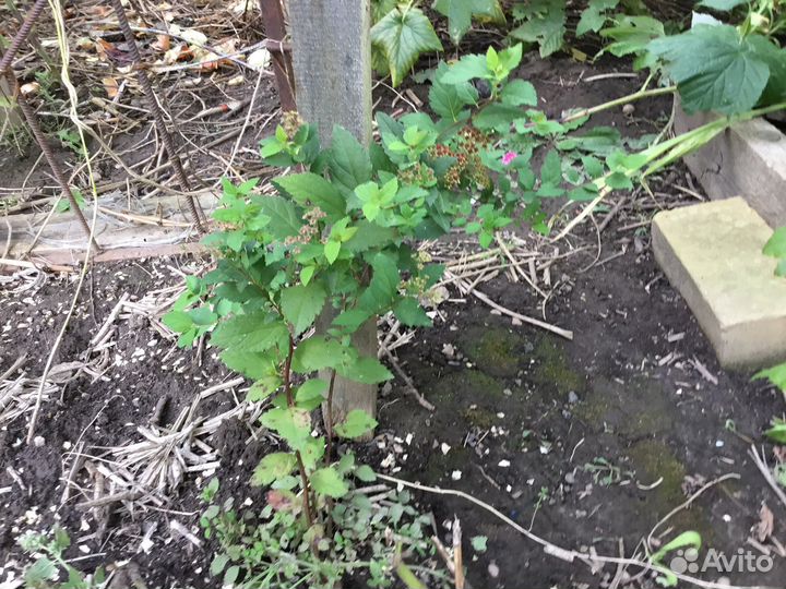 Спирея японская