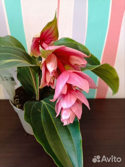 Мединилла цветущая