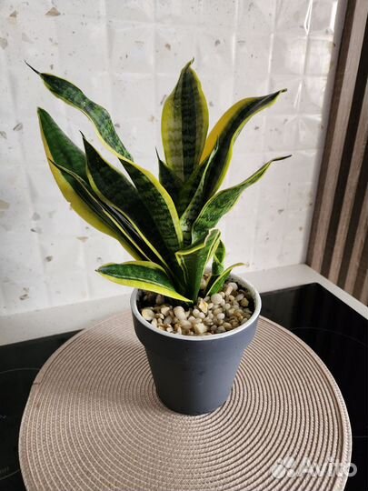 Сансевиерия