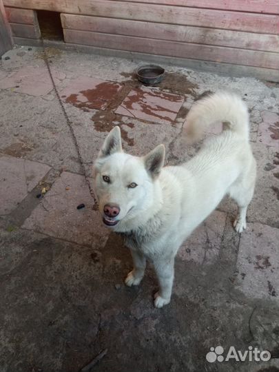 Отдам бесплатно пса лайка для охраны