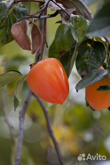 Саженцы хурмы