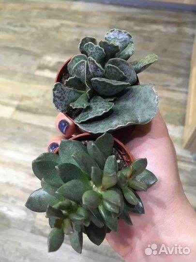 Адромискус