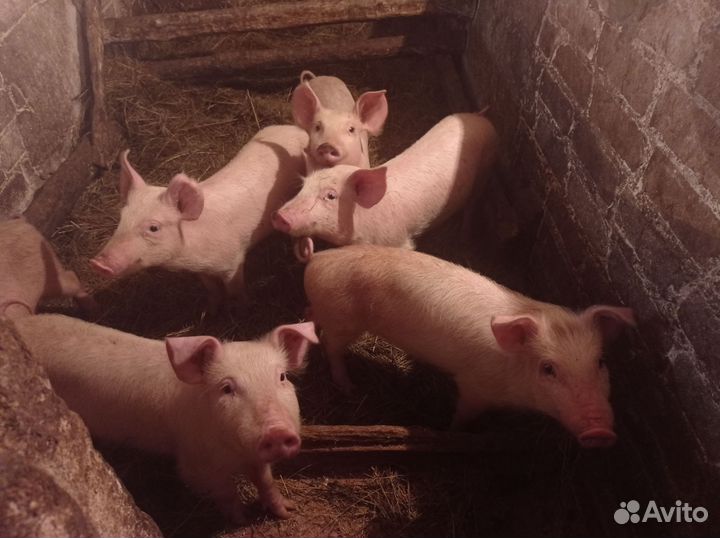 Поросята