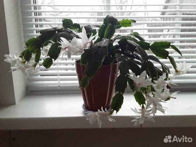 Кактусы и суккуленты