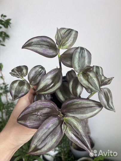 Комнатные растения