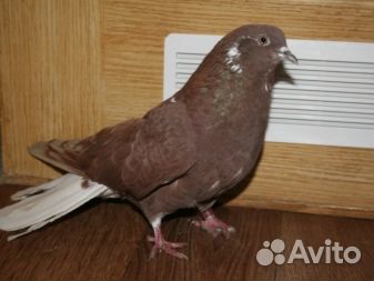 Продам голубей
