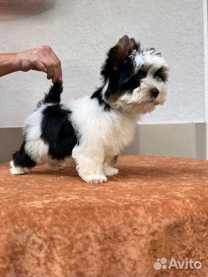 Бивер супер щенки