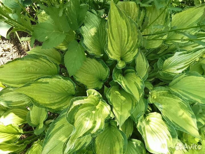 Рассада многолетних цветов, Хоста, пионов, монарда