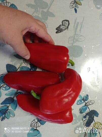 Семена сортового сладкого перца