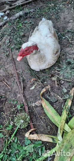 Мускусные утята тяжелой линии