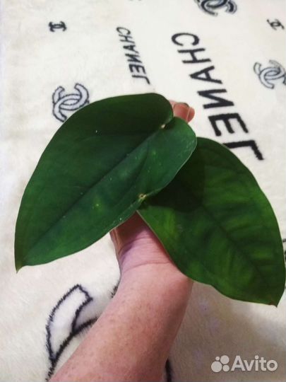 Сингониум чаопенсе