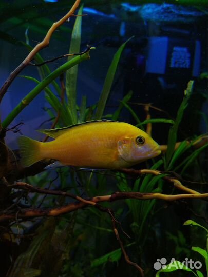 Лабидохромис еллоу