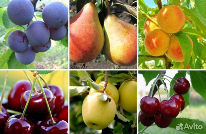 Саженцы Плодовых Деревьев