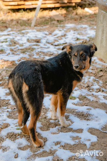 Сенди Кэтти в добрые руки