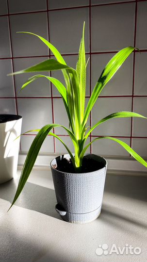 Пальма панданус комнатный цветок