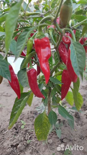 Перец острый, Огонёк