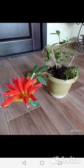 Эсхинантус жар птица