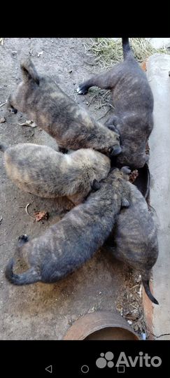 Кане корсо в добрые руки