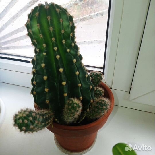 Кактус цветущий (детки большого кактуса)