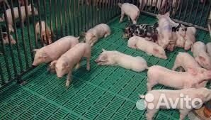 Щелевые полы для свиноводства (пластик)