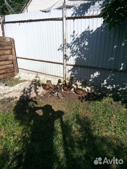 Утки подсадные