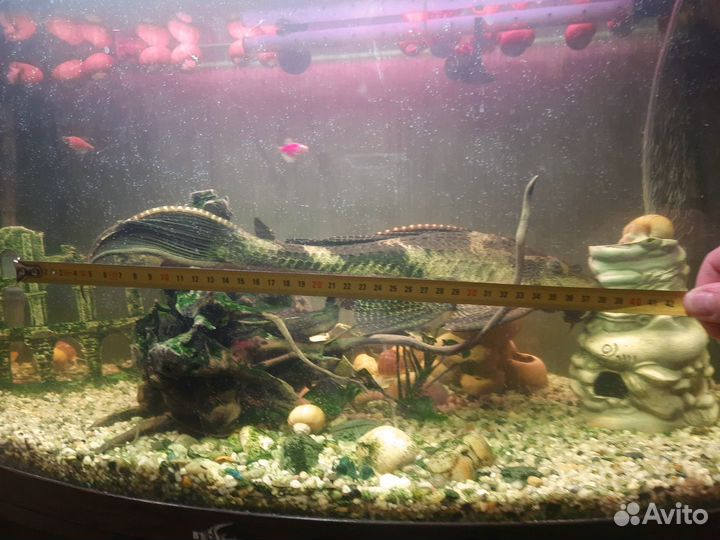 Аквариумная рыба сомик