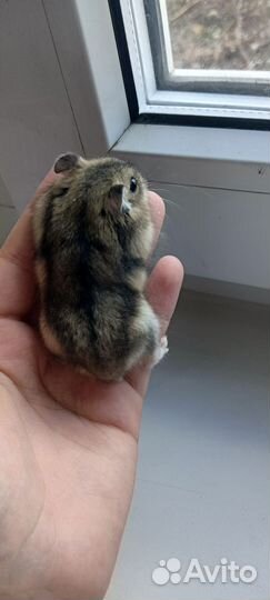 Сирийский хомяк мальчик