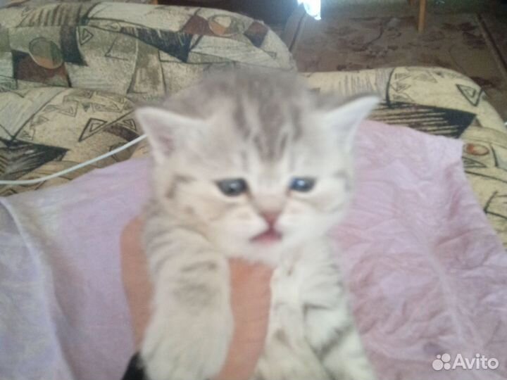 Шотландские котята