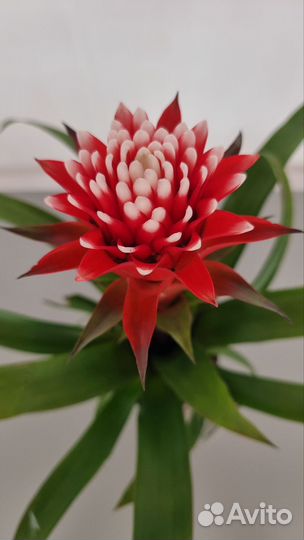 Гузмания, 13 см