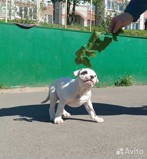 Американский бульдог щенки