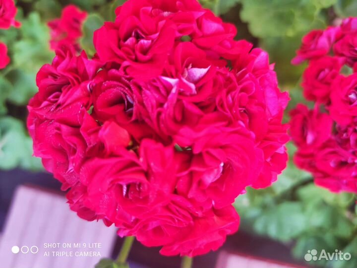 Пеларгония герань