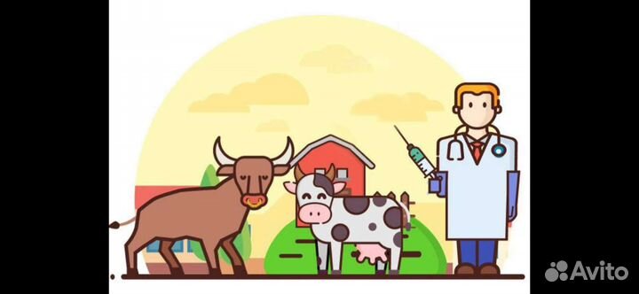 Корова. Осеменение