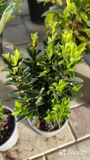 Бересклет японский Эндомасаки Эректа