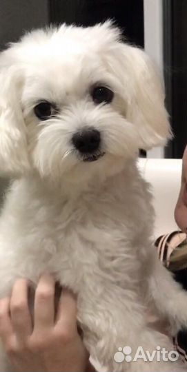 Мальтезе вязка