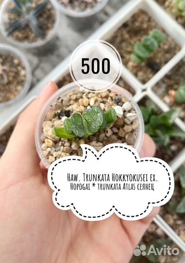 Суккуленты