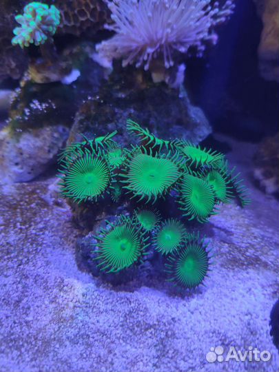 Морские кораллы политои