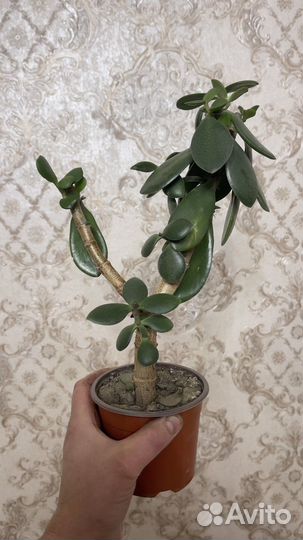 Крассула толстянка