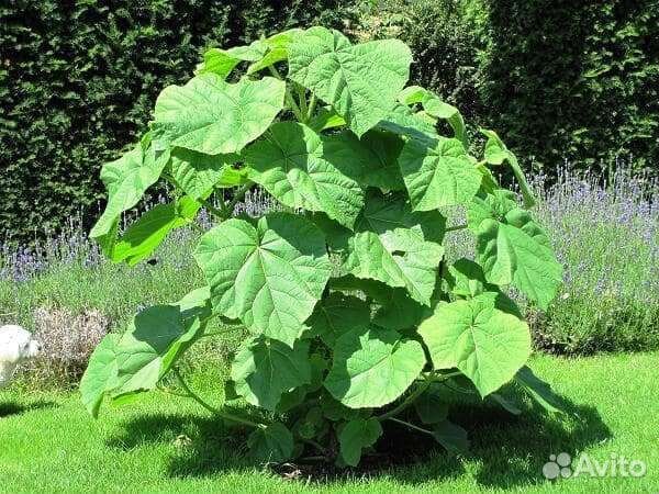 Саженцы павловния