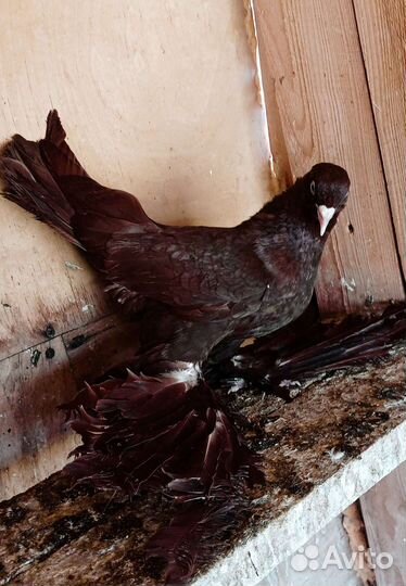 Продам разные породы голубей