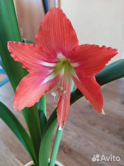 Зефирантес, гиппеаструм, валлота