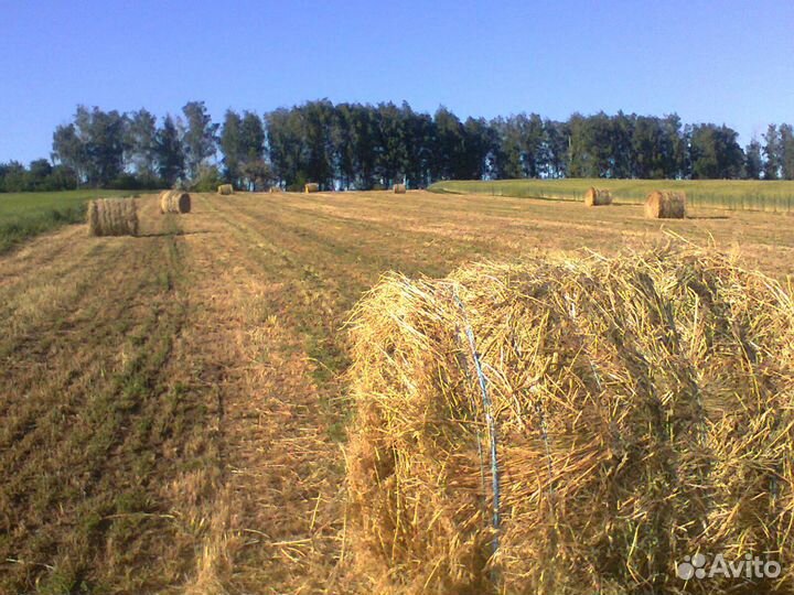 Сено 2023 года