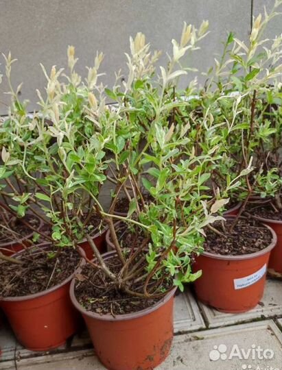 Ива розовая, вейгела, дерен, гейхера, астильба