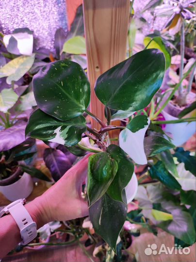 Филодендроны