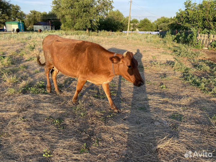 Коровы дойные